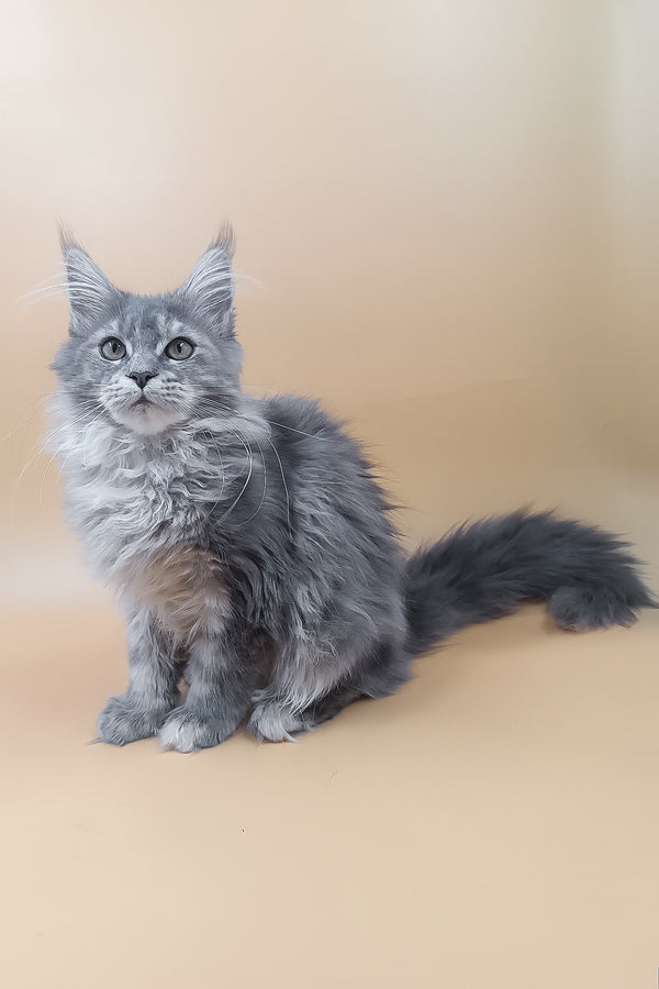 Lerra | Maine Coon Kitten