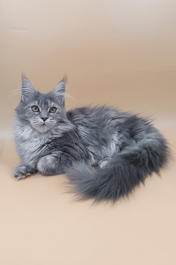 Lerra | Maine Coon Kitten
