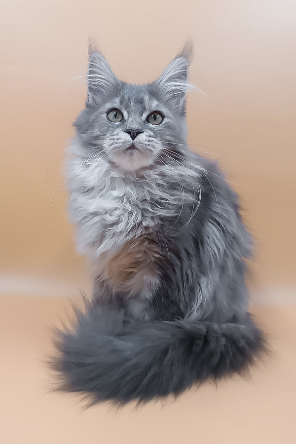 Lerra | Maine Coon Kitten