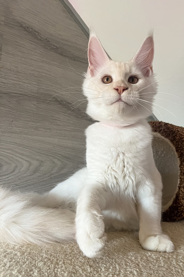 Leva | Maine Coon Kitten