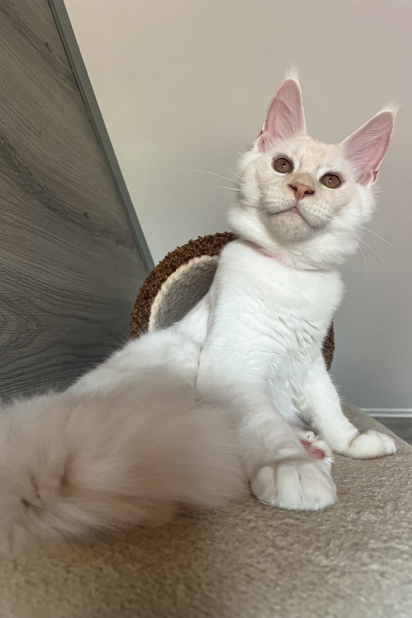 Leva | Maine Coon Kitten