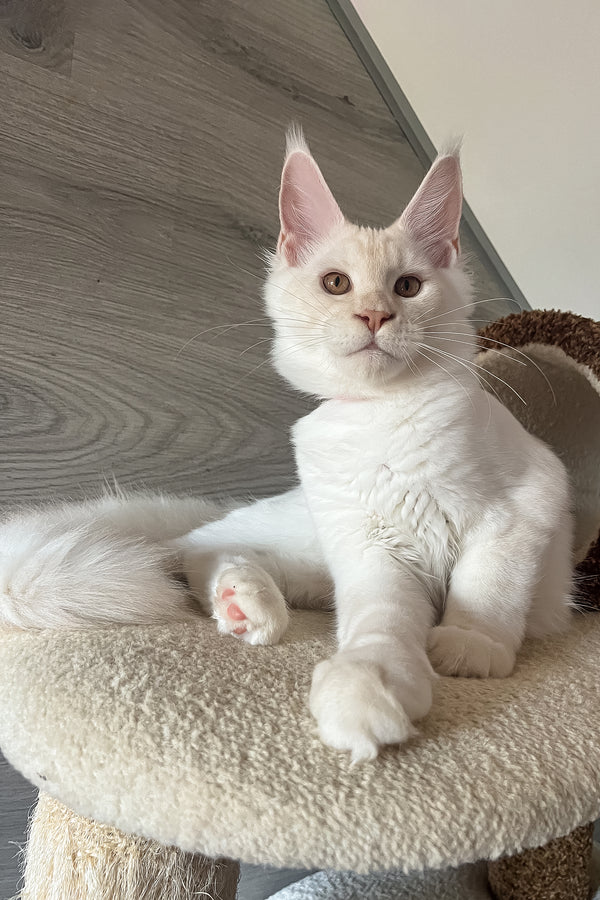 Leva | Maine Coon Kitten