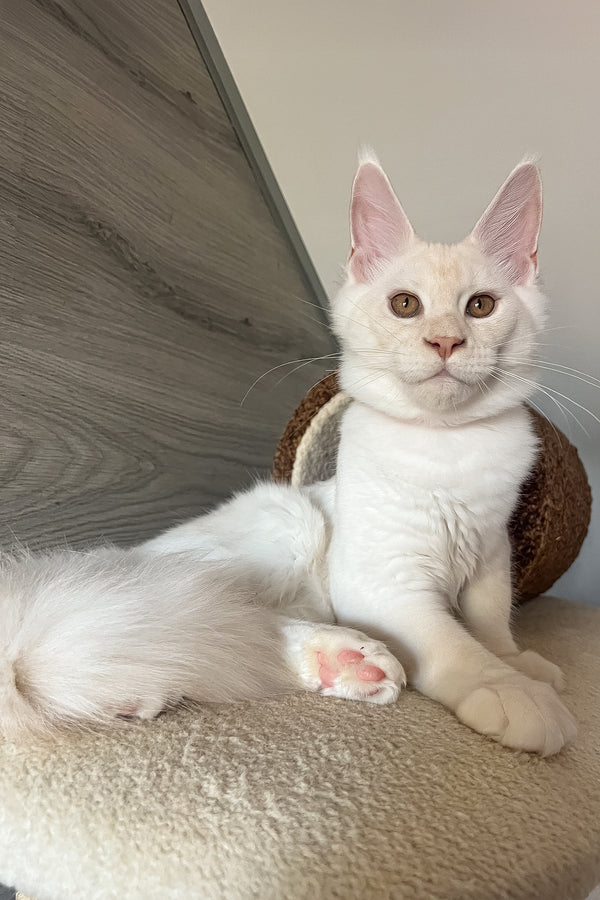 Leva | Maine Coon Kitten