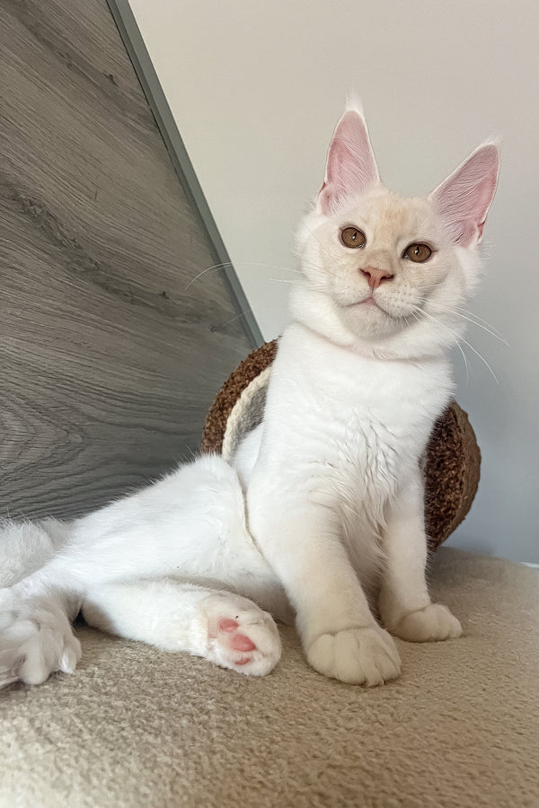 Leva | Maine Coon Kitten
