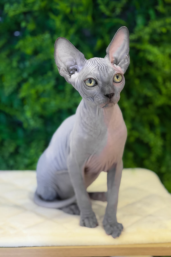 Loki | Canadian Sphynx Kitten