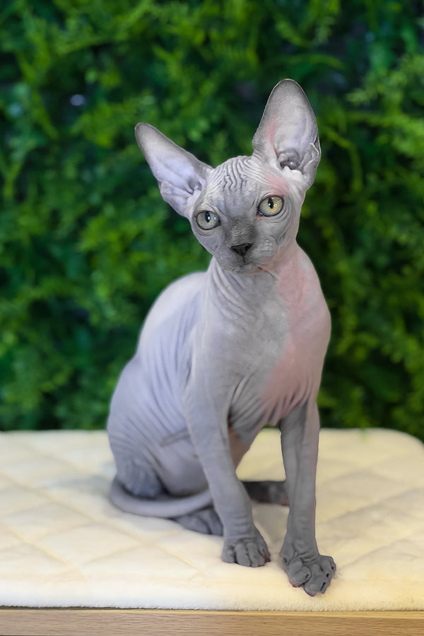 Loki | Canadian Sphynx Kitten