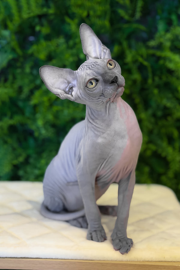 Loki | Canadian Sphynx Kitten