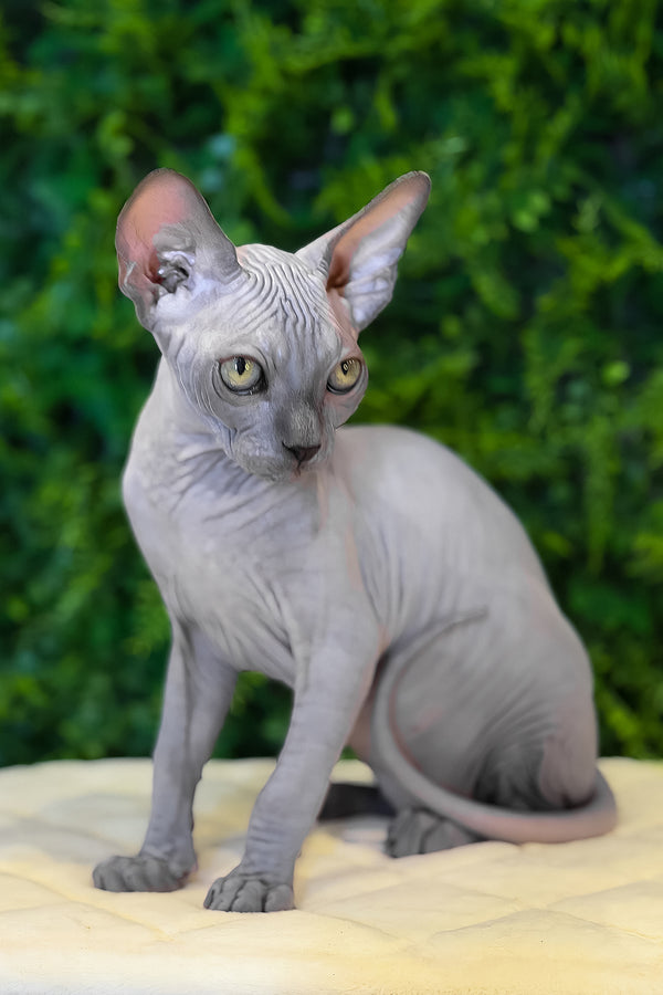 Loki | Canadian Sphynx Kitten