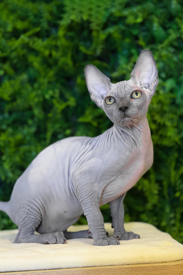 Loki | Canadian Sphynx Kitten