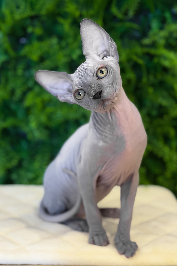Loki | Canadian Sphynx Kitten