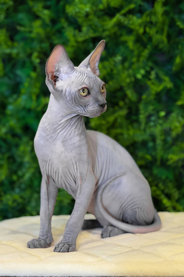 Loki | Canadian Sphynx Kitten