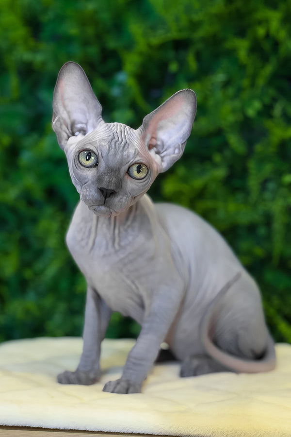 Loki | Canadian Sphynx Kitten