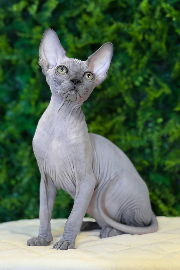 Loki | Canadian Sphynx Kitten