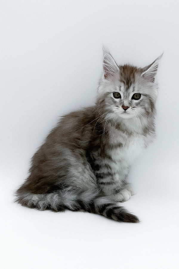 Mia | Maine Coon Kitten