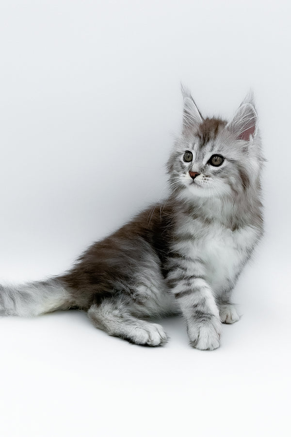 Mia | Maine Coon Kitten