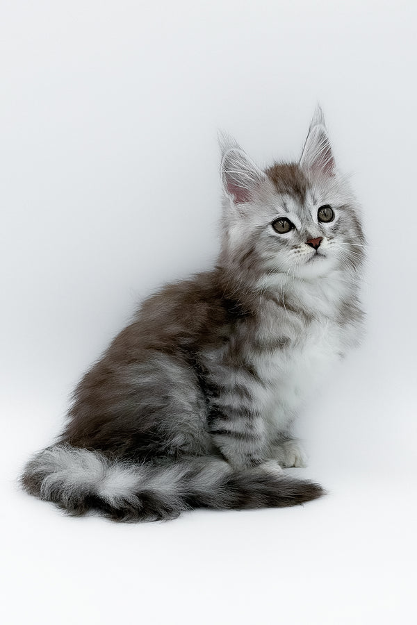 Mia | Maine Coon Kitten