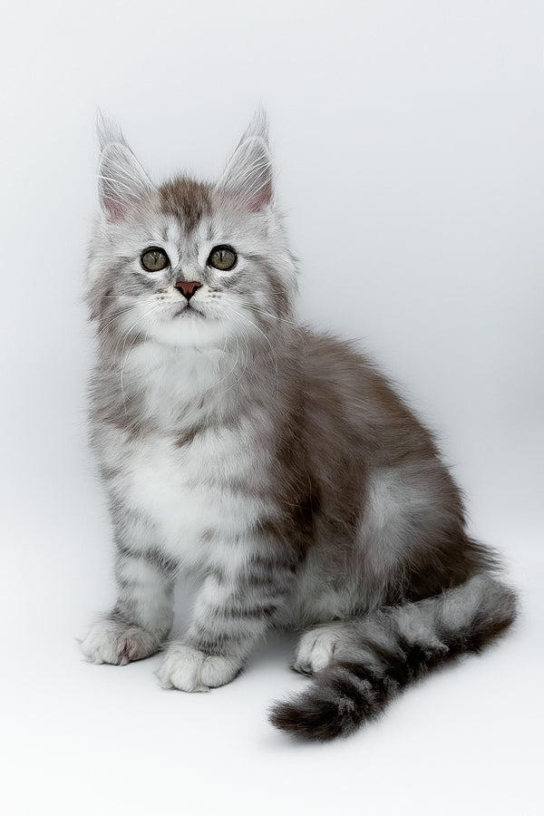 Mia | Maine Coon Kitten