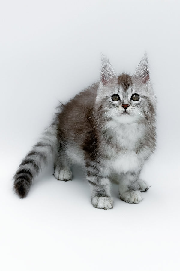 Mia | Maine Coon Kitten