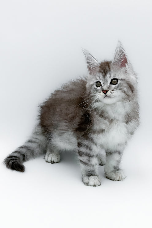 Mia | Maine Coon Kitten