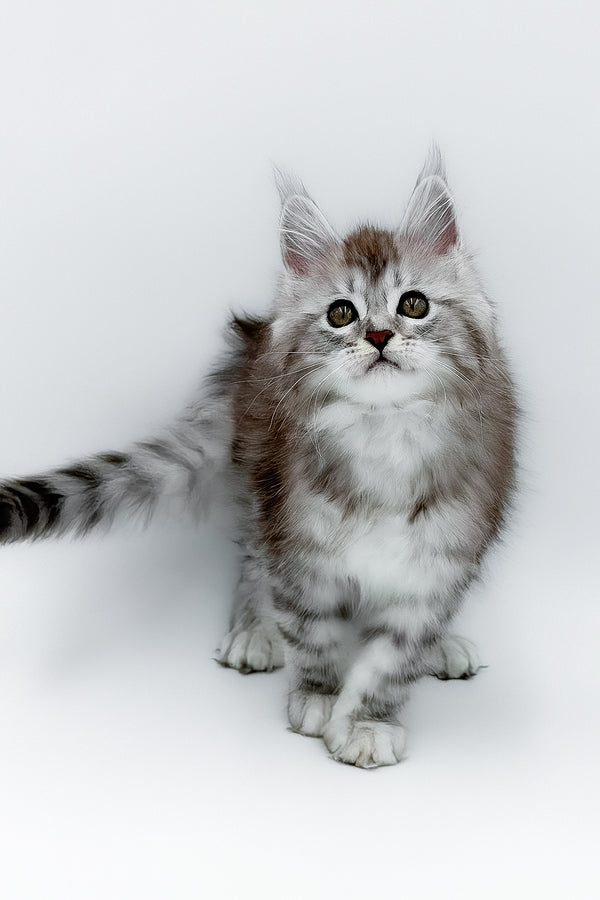 Mia | Maine Coon Kitten