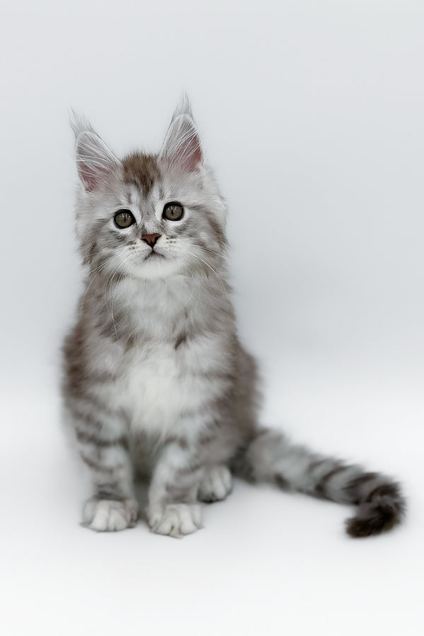 Mia | Maine Coon Kitten