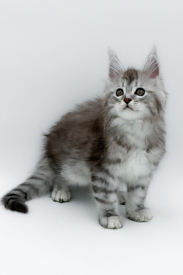 Mia | Maine Coon Kitten