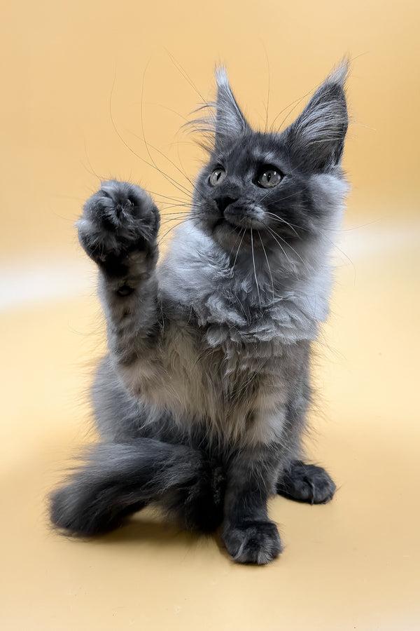Mirra | Maine Coon Kitten
