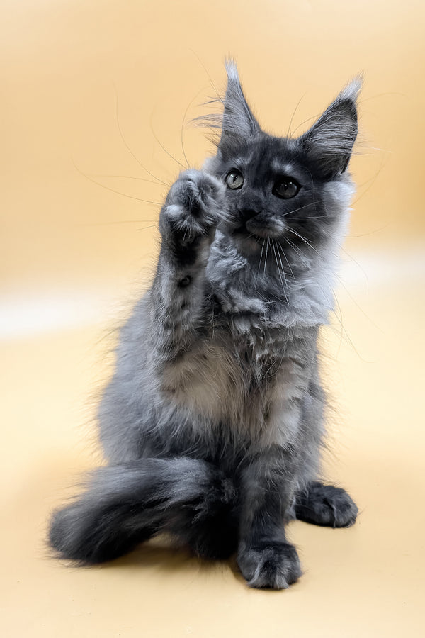 Mirra | Maine Coon Kitten