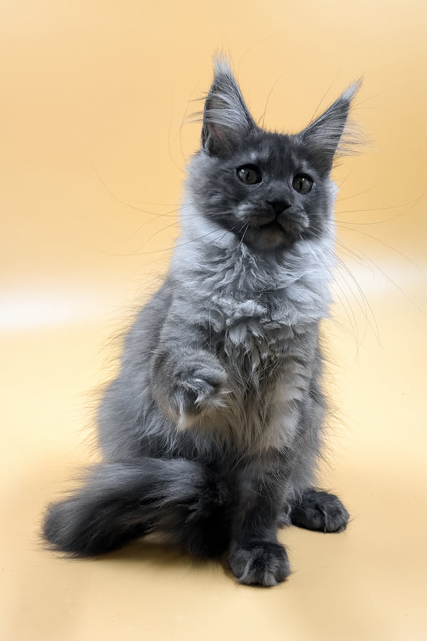 Mirra | Maine Coon Kitten