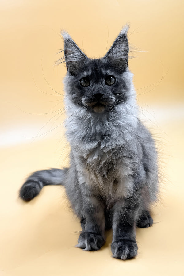 Mirra | Maine Coon Kitten