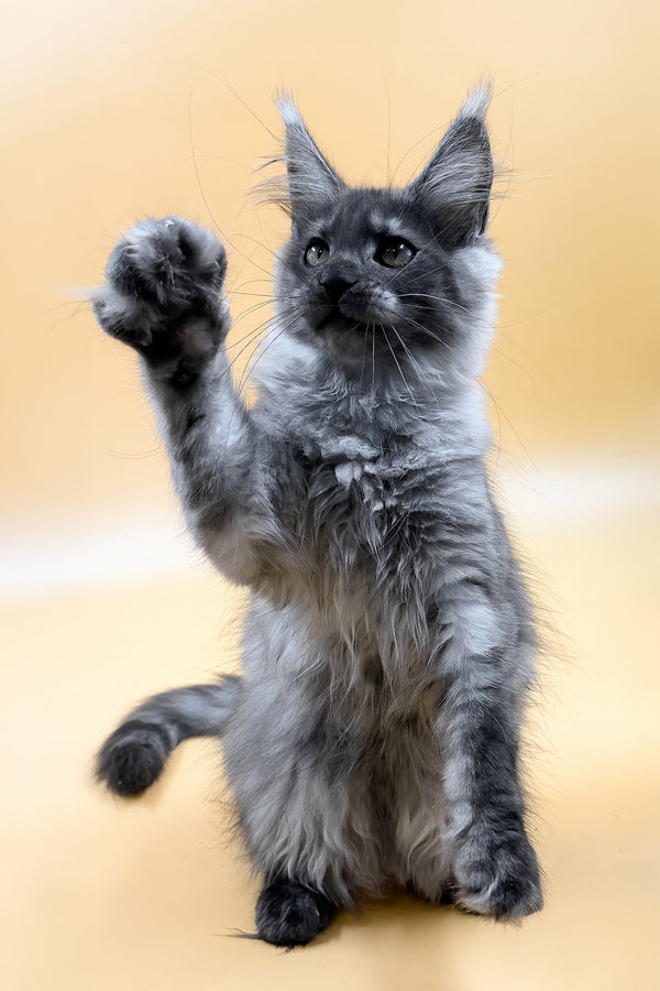 Mirra | Maine Coon Kitten