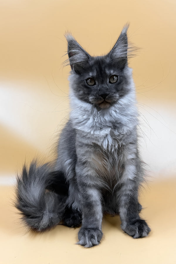 Mirra | Maine Coon Kitten
