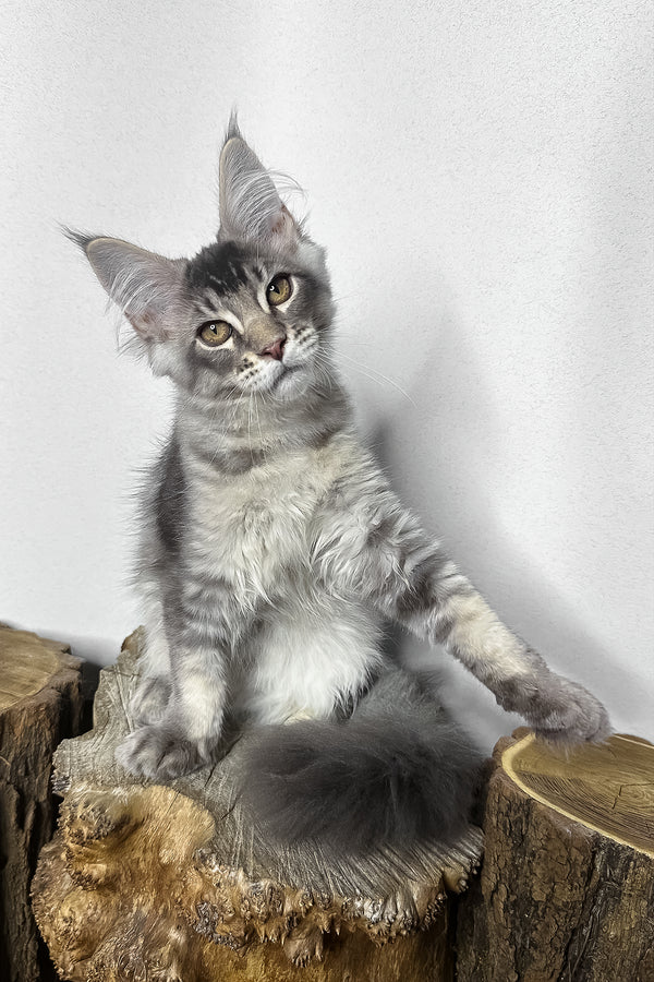 Mone | Maine Coon Kitten