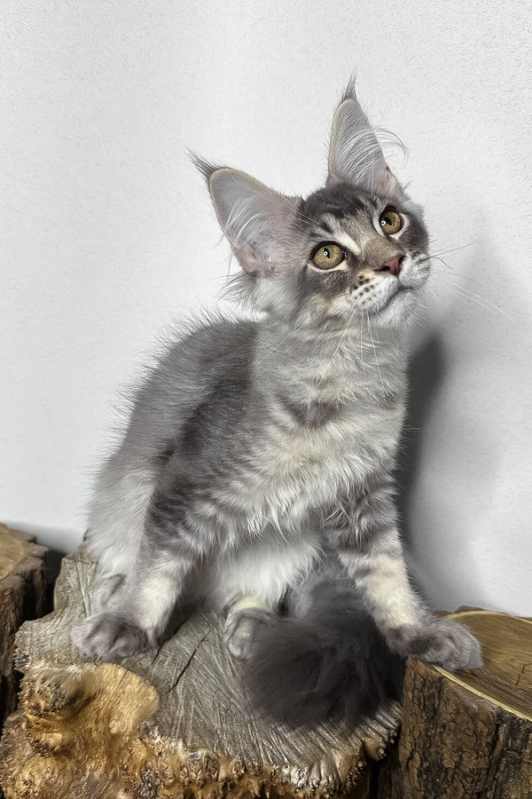 Mone | Maine Coon Kitten