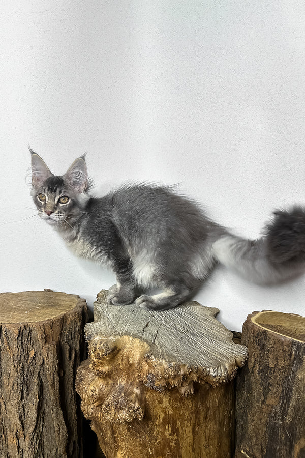 Mone | Maine Coon Kitten