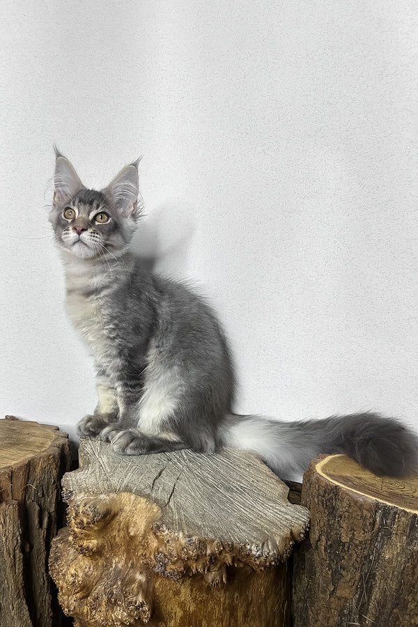 Mone | Maine Coon Kitten