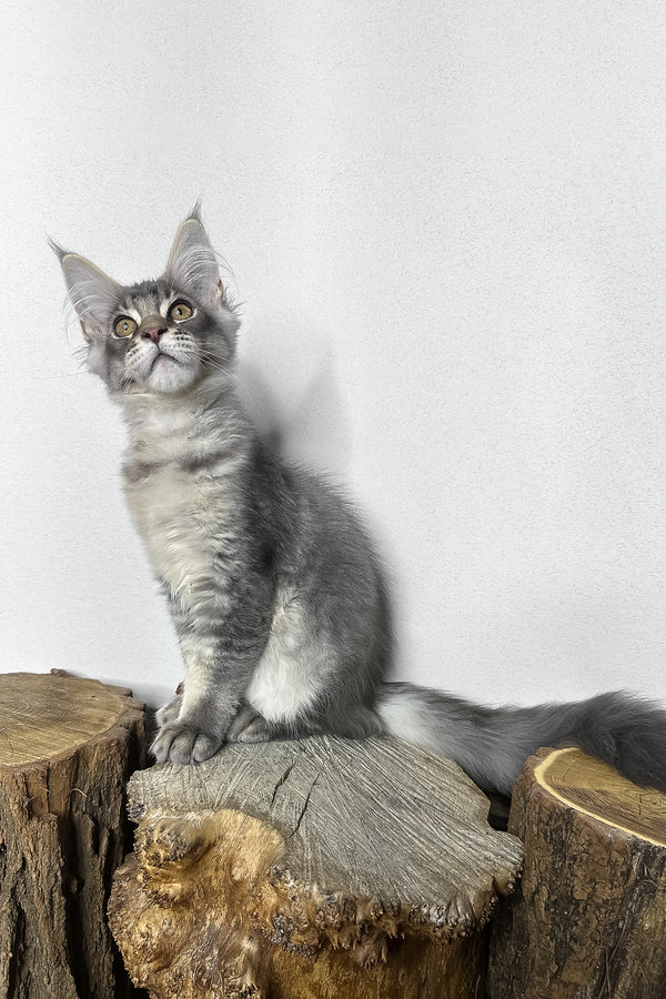 Mone | Maine Coon Kitten