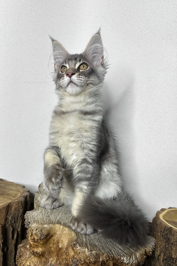 Mone | Maine Coon Kitten