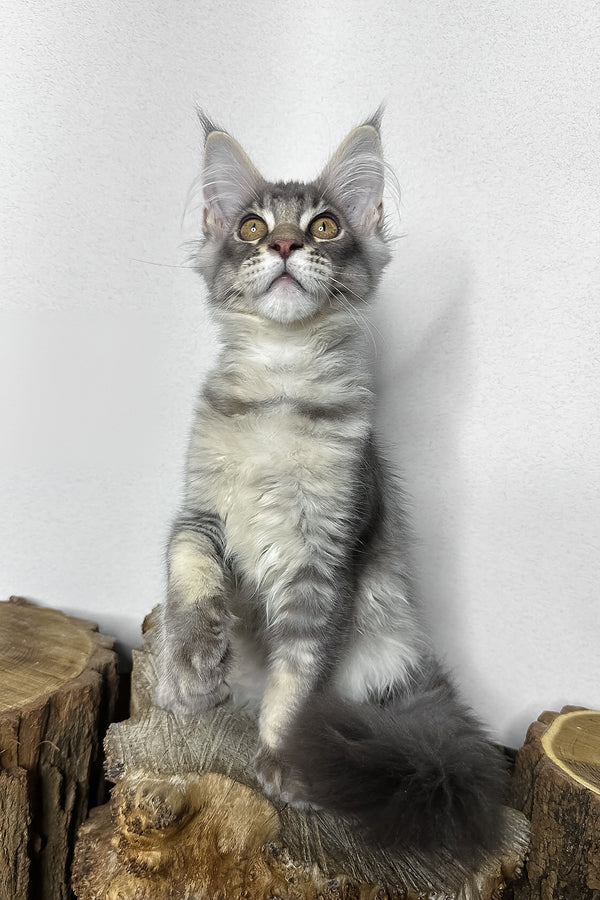 Mone | Maine Coon Kitten