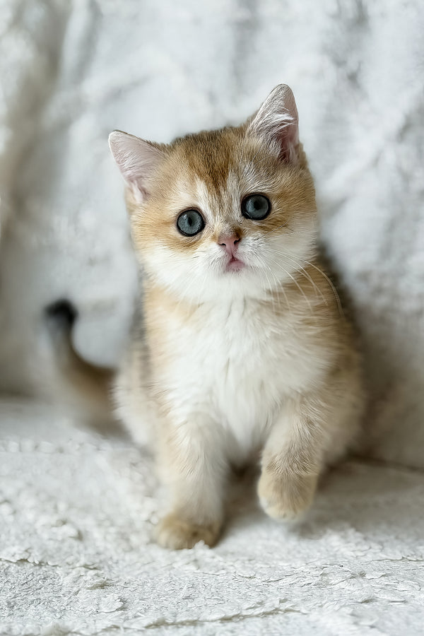 Viva | British Shorthair Kitten