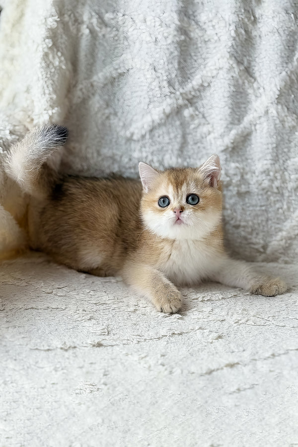 Viva | British Shorthair Kitten