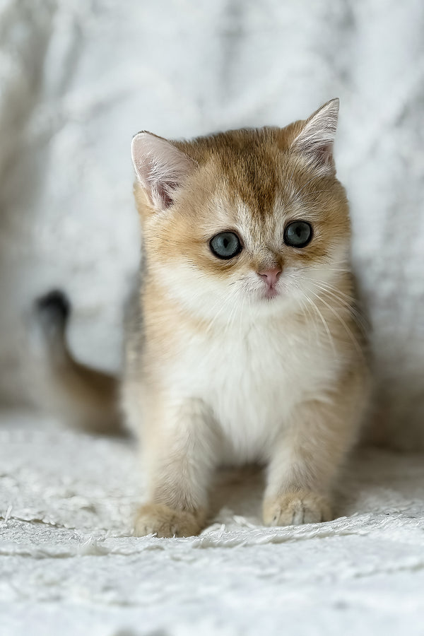 Viva | British Shorthair Kitten