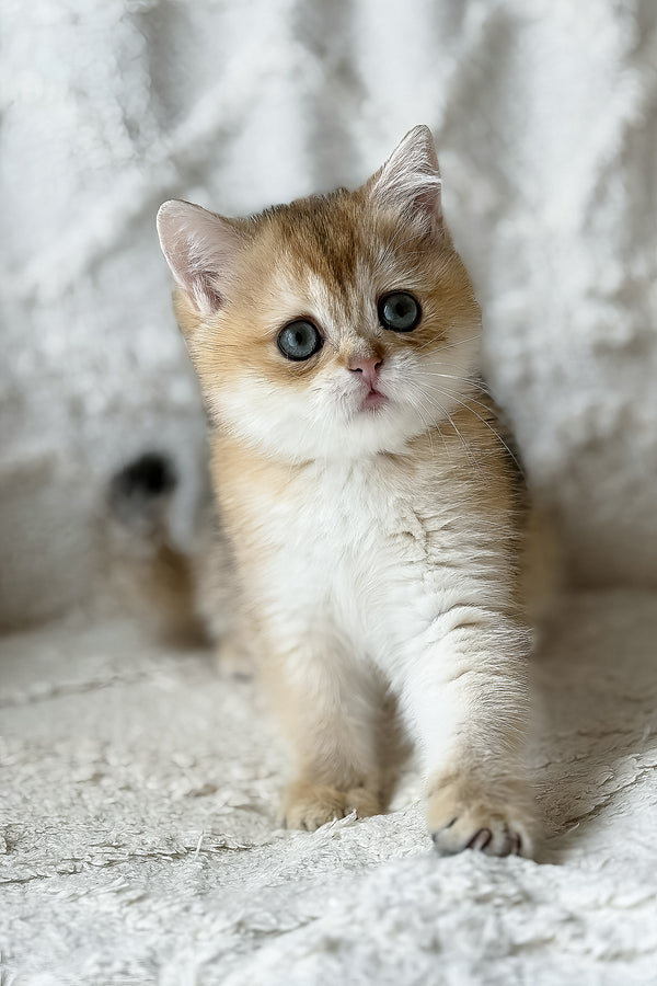 Viva | British Shorthair Kitten