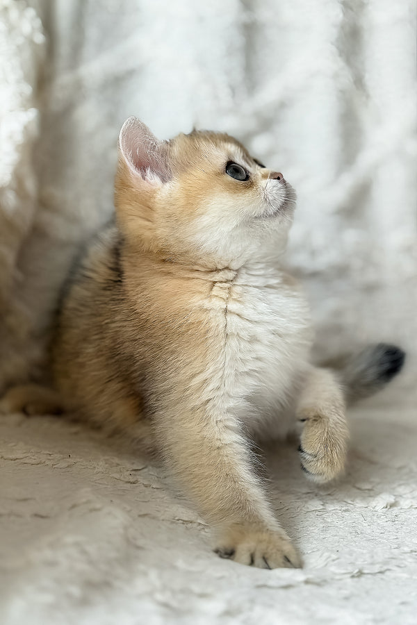 Viva | British Shorthair Kitten