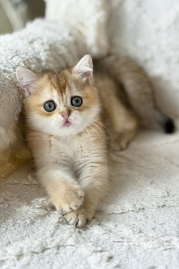 Viva | British Shorthair Kitten