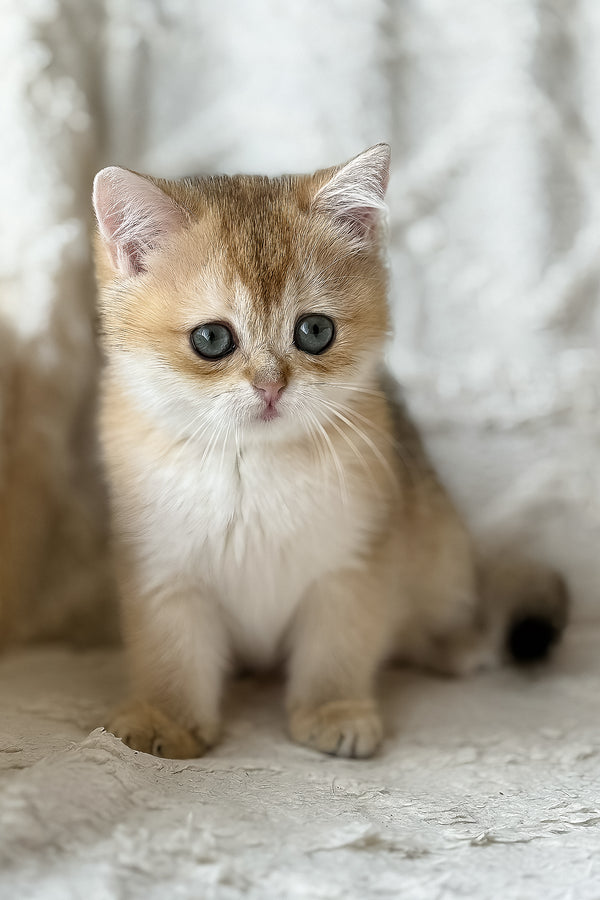 Viva | British Shorthair Kitten