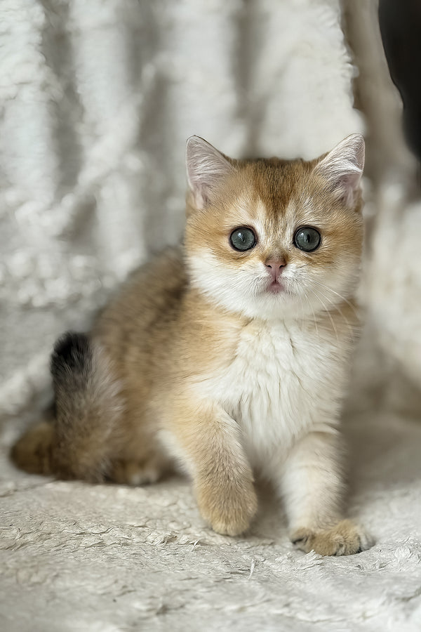 Viva | British Shorthair Kitten