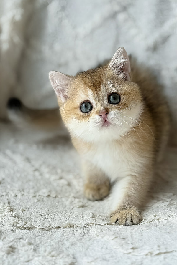 Viva | British Shorthair Kitten