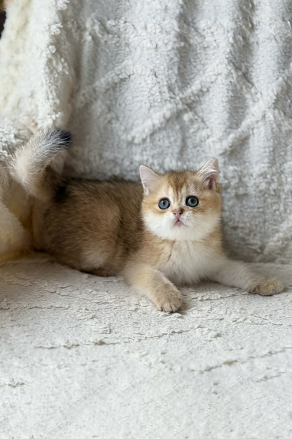 Viva | British Shorthair Kitten