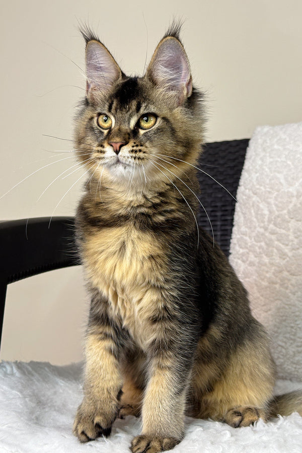 Neo | Maine Coon Kitten